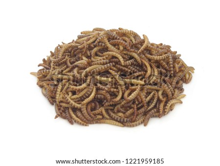 Heap of meal worms larvae for feeding pets, birds reptiles or fish isolated on white background