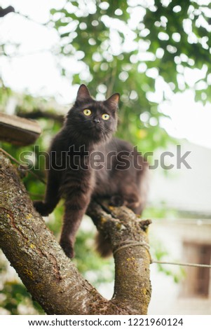 Pet cat sitting on a tree branch and looking at the camera. black cat sitting on a tree. Cat scratching tree with sharp claws. Black cat portrait sitting in tree.