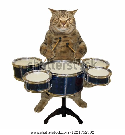 The cat musician plays the drums. White background.