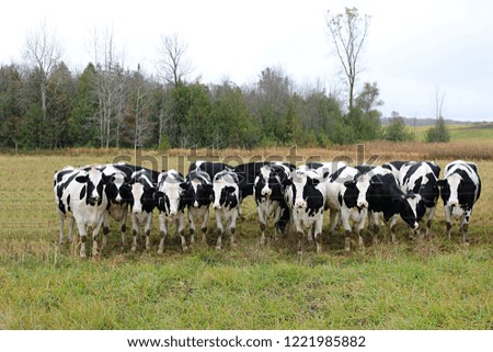 Holstein heifers lined up at the fence looking at me