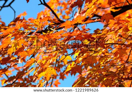 Fall Colors Bright Red Orange and Yellow Leaves on Trees