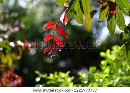 Autumn colorful leaves,shallow dept of field.idea use as background