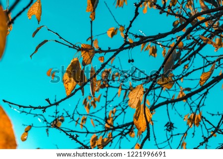 colorful leaves at a tree - blue sky