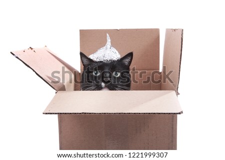 Cat in a cardboard box wearing a foil hat 