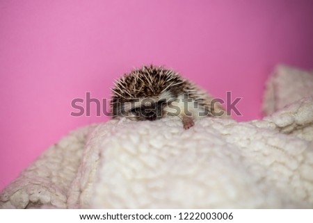 Sleeping hedgehog. Picture of sleeping hedgehog.