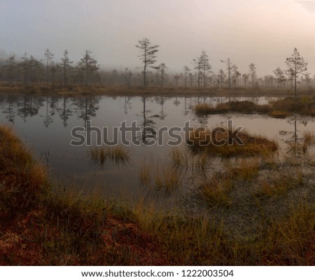pine forest in the swamp. Leningrad region. Russia