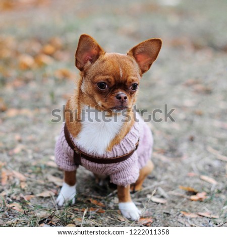 Portrait of little tiny dog breed of  chihuahua. Chihuahua dog on autumn grass