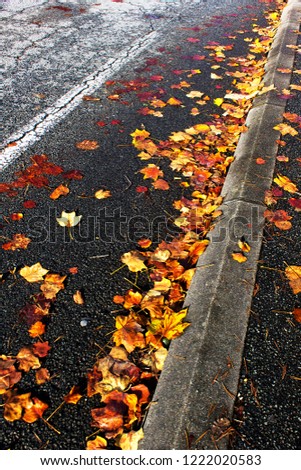 City street dark asphalt road sidewalk with lines of bright red autumn leaves