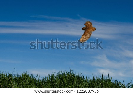 
photos of brazilian owl