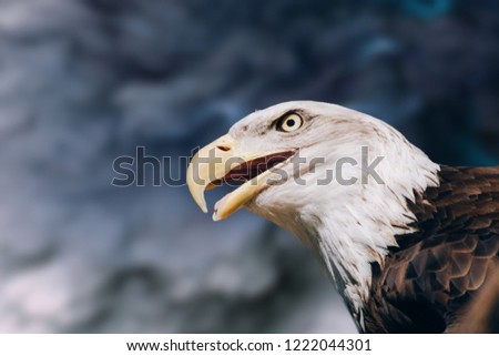 An interesting detail in nature. Portrait of a baldheaded an eagle up close. The shade of a blue and grayish color in the background.