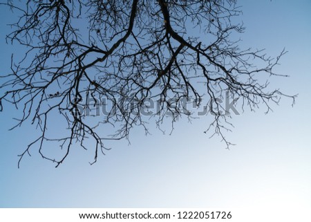 Walnut tree top. Slovakia