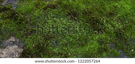 Moss green grunge  texture. Moss background. Green moss on grunge texture, background