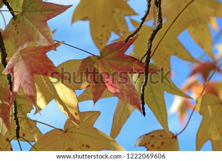 Tuscany, Italy, November 2018, maple leaves in autumn colors with the blue sky on background