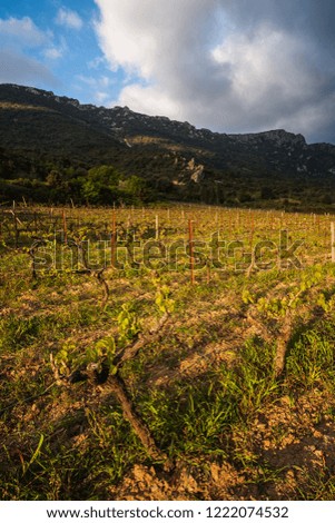 Vineyard at early morning in France, at early spring. Sunrise with dark mountains, and dark background with clouds.
