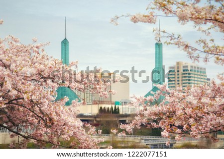 Portland Cherry Blossoms