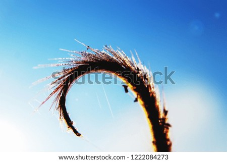 Macro grass flower in the morning during sunrise. Beautiful Warm tone. Landscape image of winter weather.