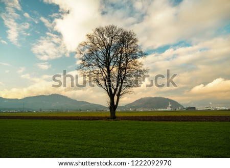 Single tree in the middle of the farmland