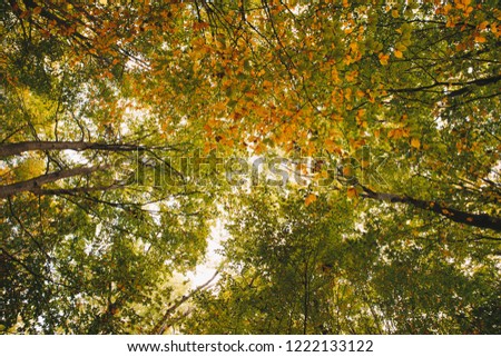 Trees and Leaves in the Autumn Forest