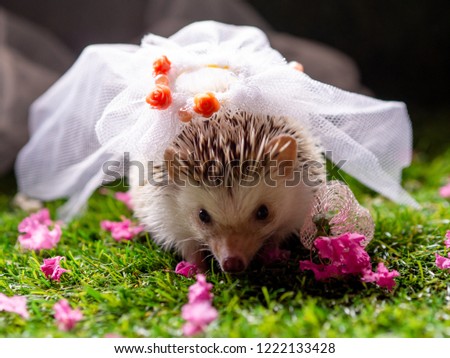 Cute hedgehog portrait with marriage concept
