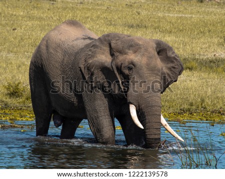 An elephant on the nile river.