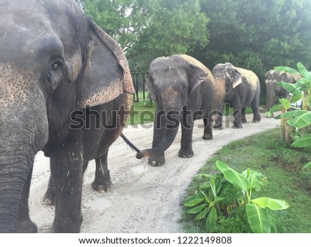 A beautiful picture of 4 female Asian elephants walking along a dirt path, holding each other's tails.