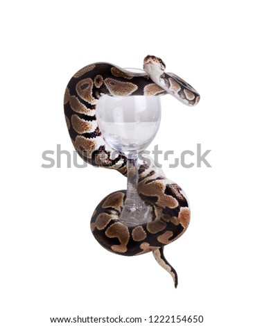 The  ball python (Python regius), royal python. Snake wraps the glass. Isolated on white background