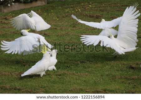 cockatoos flying in for daily free feed 