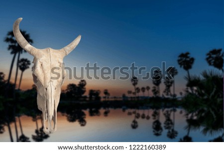 Cow skull isolated from background cliping part