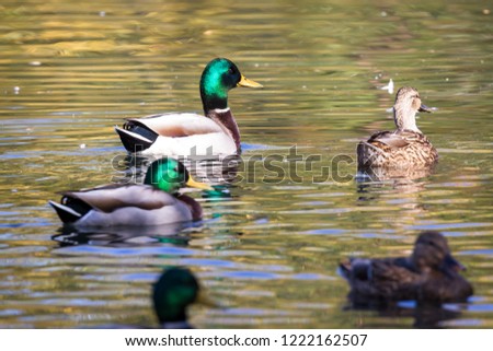 colorful mallard ducks swimming in a pond late October with golden autumn colors reflection on the water