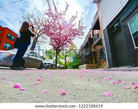 Woman taking a picture of a Sakura tree in Villeray, Montreal, Quebec, Canada. The sun is shining throw the tree blossoming flowers. Petals lay on the sidewalk.
