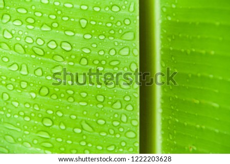 Banana leaf with water drops. Abstract green background