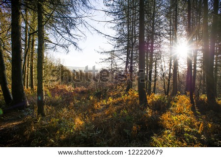 Sun bursting through the trees