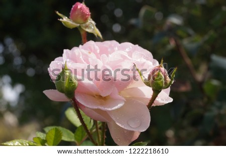 Isolated blossoming pale pink rose with three buds in the garden with water drops after rain. Surface tension.