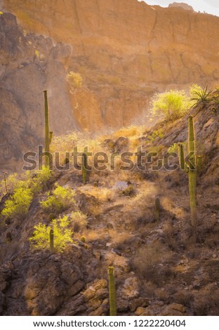 The sheer cliffs of this Arizona wilderness is desert land with cactus, red rocks, The early morning sun reflects off the sheer rock and makes the landscape colorful