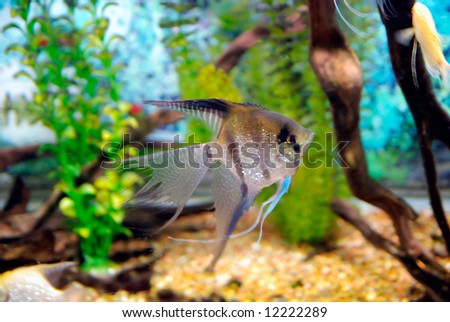 Beautiful little fish in the deep sea