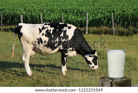 Holstein cow grazing with closeup of a glass full of milk - industry, healthy eating, production concept