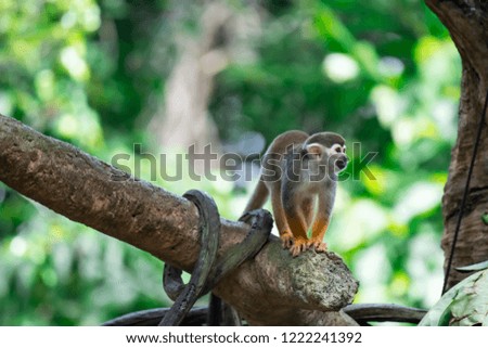 Squirrel monkey genus Saimiri while on a tree curious and observing. A colorful wildlife photo with green background