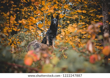 german shepherd in autumn