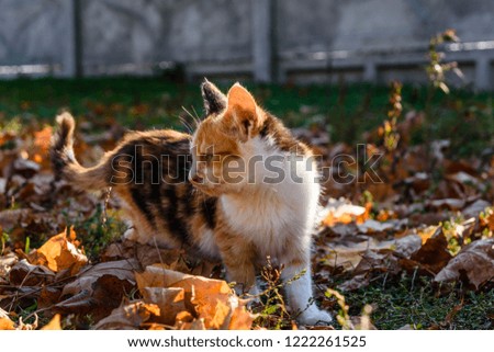 Homeless cat in city park on autumn