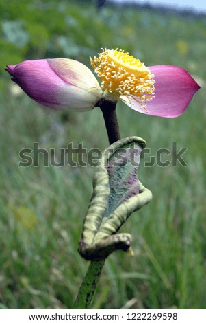 Lotus: High quality image of lotus
