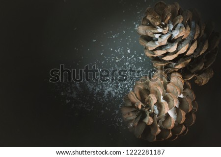 The Pine cones on black image background.