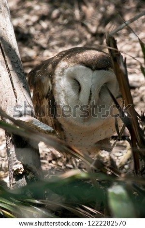 the masked owl is hiding in the bush