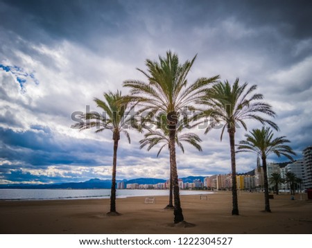 A beautiful photo of palm trees and an cloudy sky by the Mediterranean Sea. The photo was taken on the popular Raco beach in Cullera, which is a very touristic seaside town in Valencia, Spain, Europe