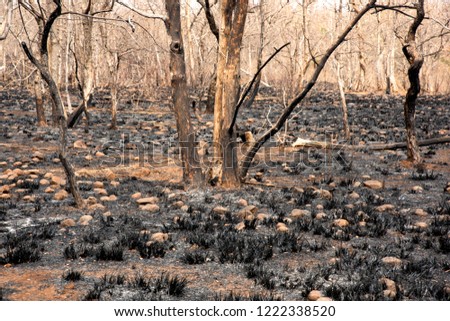 Burnt trees and grass after a forest fire.
