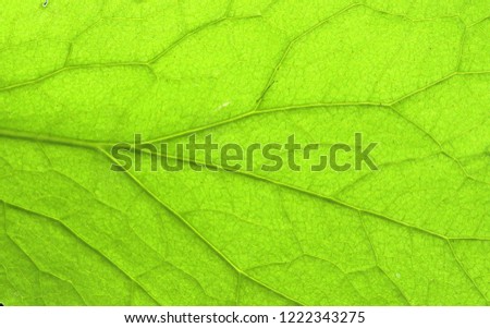Abstract yellow - green leaf texture for background