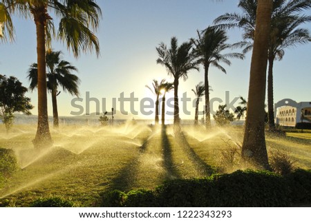 Enchanting picture: Jets of automatic irrigation of palm trees in the rays of the rising sun
