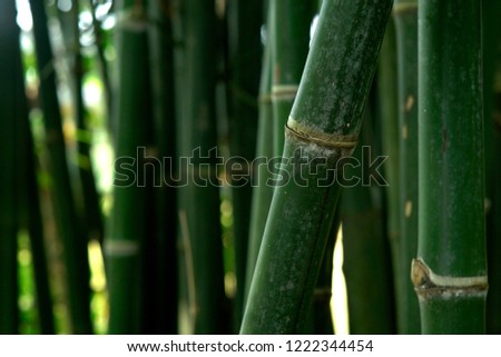          Bamboo  green  Narrow picture                  