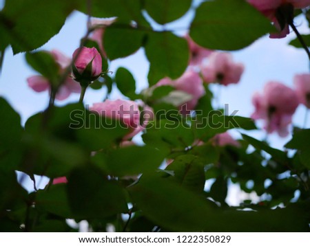 Romantic rose garden