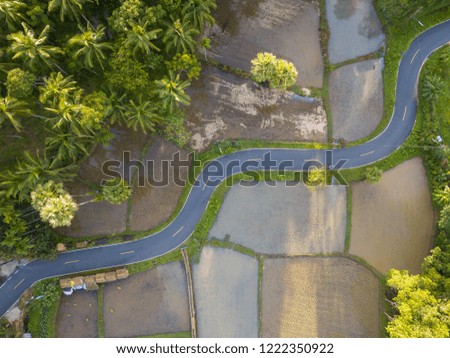 Aerial view Road through rice fields