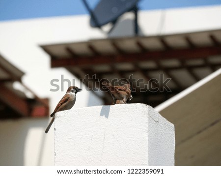 Bird in the City. Eurasian tree sparrows (Passer montanus) on a column with a part of residential building in Bangkok, Thailand.